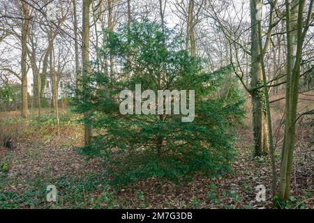 Eibenbaum (Taxus baccata) wächst im Schatten unter anderen Bäumen in einem Park Stockfoto