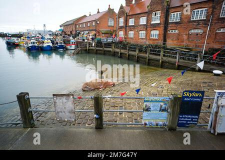 Thor, der schlafende Walross auf einer Hellbahn im Hafen von Scarborough Stockfoto