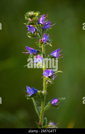 Blüten und Pflanze Echium plantagineum (Vipergras) Stockfoto