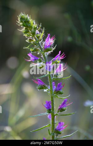 Blüten und Pflanze Echium plantagineum (Vipergras) Stockfoto