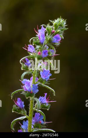 Blüten und Pflanze Echium plantagineum (Vipergras) Stockfoto