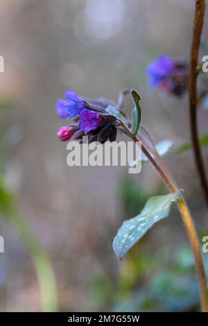 Blüten und Pflanze Echium plantagineum (Vipergras) Stockfoto