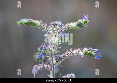 Blüten und Pflanze Echium plantagineum (Vipergras) Stockfoto