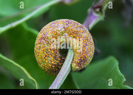 Pilzpuccinia coronata Stockfoto