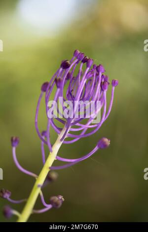 Wildpflanze Muscari comosum, Blau-violette Blüten mit violetter Spitze. Die Glühlampen werden unter der gebräuchlichen Bezeichnung „Lampascioni“ verwendet. Stockfoto