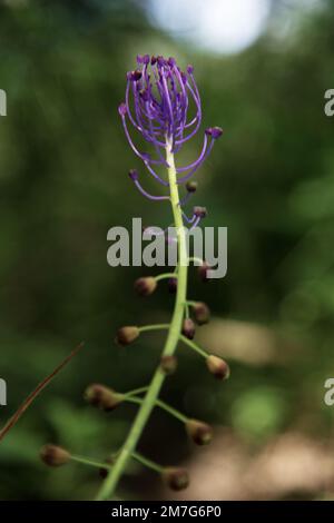 Wildpflanze Muscari comosum, Blau-violette Blüten mit violetter Spitze. Die Glühlampen werden unter der gebräuchlichen Bezeichnung „Lampascioni“ verwendet. Stockfoto