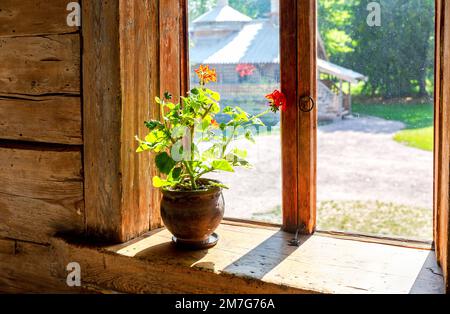 Geraniumblumen im Keramiktopf auf einem Fensterbrett eines alten ländlichen Holzhauses an sonnigen Tagen Stockfoto