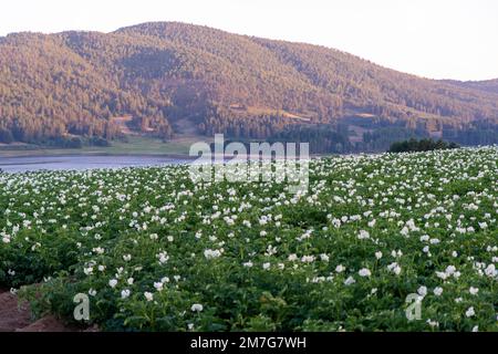 Coltivazione della patata IGP silana Stockfoto