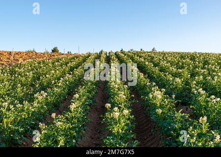 Coltivazione della patata IGP silana Stockfoto