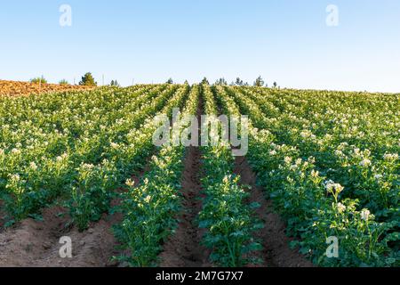Coltivazione della patata IGP silana Stockfoto