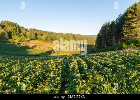 Coltivazione della patata IGP silana Stockfoto