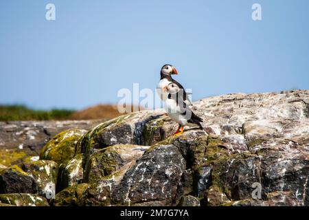 Zwei Papageientaucher (Fratercula Arctica) ruhen auf Felsen auf den Farne-Inseln Stockfoto