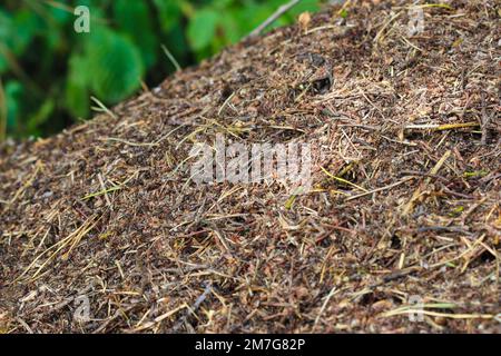 Nahaufnahme eines großen, geschäftigen Ameisenhügels im Wald Stockfoto