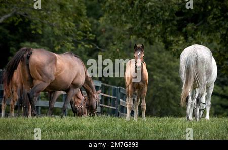 Pferde grasen auf einer Farm in Kentucky Stockfoto