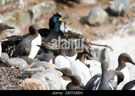 Guillemots versammeln sich auf dem Boden, während ein Shag hinter ihnen nistet Stockfoto