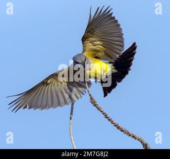 Ein westlicher Kingbird Fliegenfänger mit wunderschönen offenen Flügeln, der auf einem Steg landet, nachdem er einen Dragonfly in der Luft geschnappt hat. Stockfoto