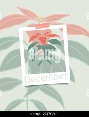 Minimalistische Blumendarstellung der Poinsettia-Blütenpflanze. Weihnachtskonzept im Dezember, moderne gedämpfte Farben. Trendiger Kalender, Wintersaison. Stockfoto