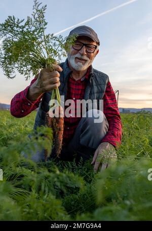 Leitender Landwirt, der frisch geerntete Karotten auf dem Feld hält Stockfoto