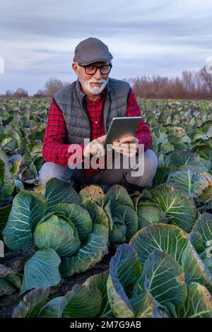 Seniorenbauern prüfen die Kohlqualität für die Ernte auf der Plantage und schauen sich im Herbst eine Tablette an Stockfoto