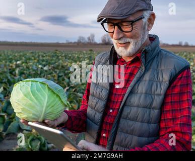 Zufriedener älterer Landwirt, der Kohl hält und im Herbst auf dem Feld ein Tablet sucht Stockfoto