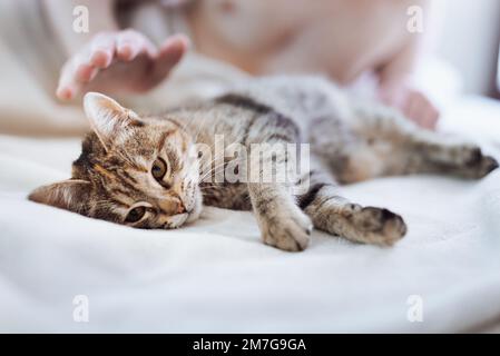 Süßes Kätzchen, das auf dem Bett schläft, während der Besitzer sie kuschelt Stockfoto