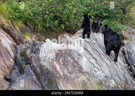 USA, SE Alaska, Inside Passage, Fords Terror Wilderness, Tracy Arm. Amerikanischer Schwarzbär (Ursus americanus) mit zwei kleinen Jungen. Stockfoto