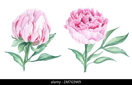 Pinkfarbene Pfingstrosen Set. Handgezeichnete botanische Darstellung in Aquarell, isoliert auf weißem Hintergrund. Kann für Grußkarten, Blumensträuße, Hochzeiten verwendet werden Stockfoto