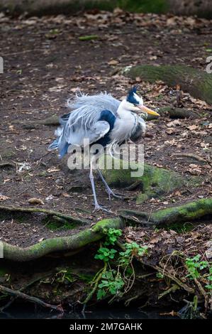 Heron in Kelsey Park, Beckenham, Kent. Ein Reiher steht auf einer Insel im See. Kelsey Park ist berühmt für seine Reiher. Grey heron (Ardea cinerea), Vereinigtes Königreich. Stockfoto