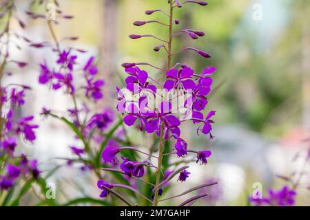 Nahaufnahme leuchtend violette Weidenkräuter (Feuerkraut oder Ivan-Tee) Elobium-Blüten, die auf der Wiese wachsen Stockfoto