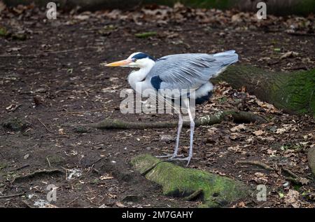 Heron in Kelsey Park, Beckenham, Kent. Ein Reiher steht auf einer Insel im See. Kelsey Park ist berühmt für seine Reiher. Grey heron (Ardea cinerea), Vereinigtes Königreich. Stockfoto