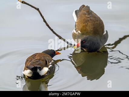 Moorhennen in Kelsey Park, Beckenham, Greater London. Die Moorhennen im See schauen sich an. Gemeine Moorhen (Gallinula chloropus), Vereinigtes Königreich. Stockfoto