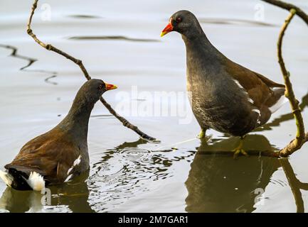 Moorhennen in Kelsey Park, Beckenham, Greater London. Die Moorhennen im See schauen sich an. Gemeine Moorhen (Gallinula chloropus), Vereinigtes Königreich. Stockfoto