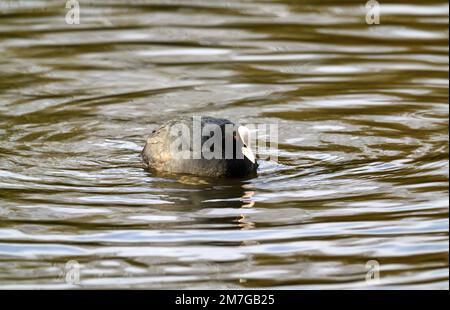 Coot in Kelsey Park, Beckenham, Greater London. Der Bastard schwimmt auf dem See. In Kelsey Park, Beckenham, Kent sind viele Kerle zu finden. Coot (Fulica atra) Stockfoto