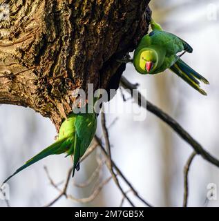 Sittiche mit Ringhals in Kelsey Park, Beckenham, Kent. Die grünen Wildsittiche sitzen auf einem Ast. Ringsittich (Psittacula krameri) Stockfoto