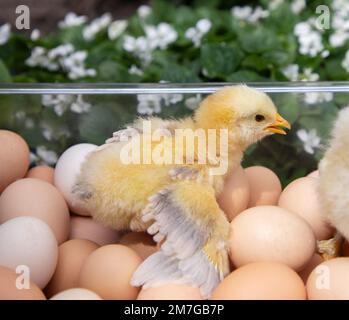 Frisch geschlüpftes, gelbes Küken, das seine Flügel ausbreitet, sitzt in einer Schachtel mit vielen Eiern, die darin gestapelt sind. Selektiver Fokus. Geflügelhaltung. Hühnerzucht. Sprotte Stockfoto