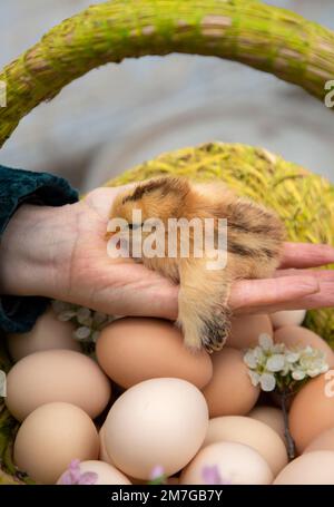 Süßes, geschlüpftes kleines Küken sitzt in einer weiblichen Hand vor dem Hintergrund frisch gepflückter Hühnereier. Geflügelhaltung. Hühnerzucht. Vorsichtig, mit Liebe Stockfoto