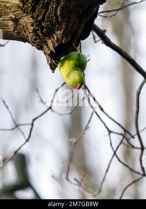 Ein Sittich mit Ringhals in Kelsey Park, Beckenham, Kent. Der grüne Wildsittich sitzt auf einem Ast. Ringsittich (Psittacula krameri) Stockfoto