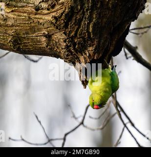 Ein Sittich mit Ringhals in Kelsey Park, Beckenham, Kent. Der grüne Wildsittich sitzt auf einem Ast. Ringsittich (Psittacula krameri) Stockfoto