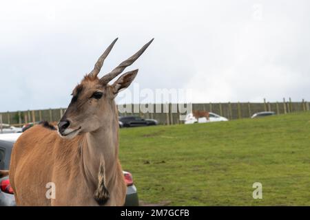 Nahaufnahme eines Gemeindelands (taurotragus oryx), der in einem Zoo auf der Straße steht Stockfoto