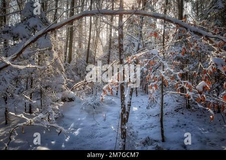 DE - BAYERN: Winter im Farchet-Wald in Bad Toelz, Oberbayern Stockfoto