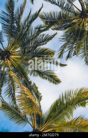 Ansicht von Palmen in Hawaii, USA Stockfoto