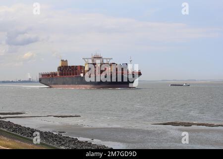 Ein großes Frachtschiff navigiert entlang des Deichs in terneuzen durch die westerschelde nach antwerpen Stockfoto