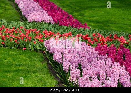 Bunte rosa Blumen, Hyazinthen und rote Tuben, die auf dem Blumenbeet im Frühlingsgarten Keukenhof wachsen Stockfoto