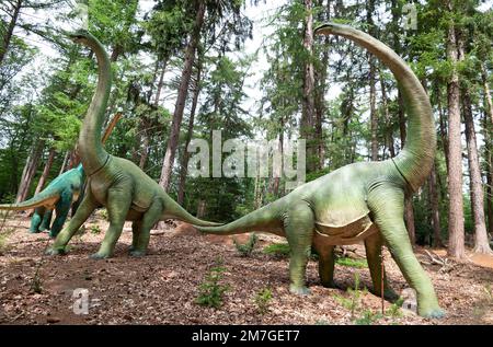 Ein realistischer Diplodocus Dinosaurier in einem wilden Wald Stockfoto