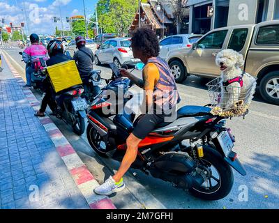 Mueang, Chiang Mai, Thailand, Food Delivery Leute auf Motorrollern, Straßenszenen, urbane Haustiere Stockfoto