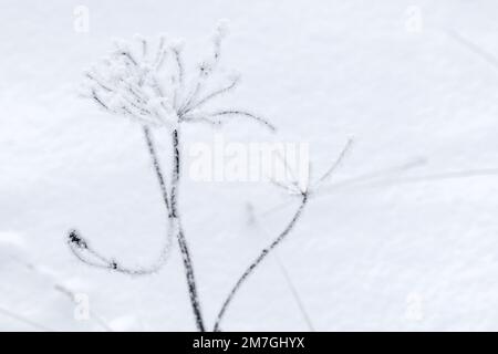 Gefrorene Regenschirmblumen mit Frost an einem kalten Wintertag, Nahaufnahme Stockfoto