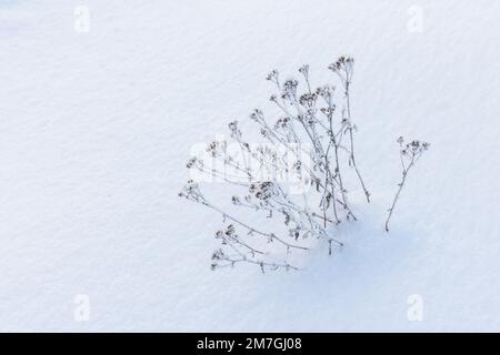 Trockene gefrorene Blumen befinden sich in einer Schneeverwehung, Nahaufnahmen mit selektivem Weichzeichner und abstraktem natürlichen Winterhintergrund Stockfoto