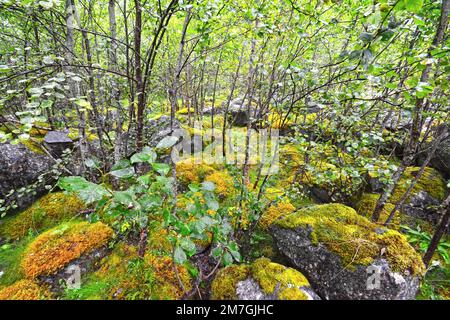 Moos und Flechten im Wald - Norwegen Stockfoto