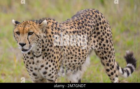 Ein weiblicher Gepard (Acinonyx jubatus) und ihr über 8 Wochen altes Jungtier jagen im epischen Masai Mara, Narok Kenya KE Stockfoto