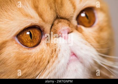 Maulkorb einer roten, flauschigen, bezaubernden persischen Rasse, Nahaufnahme Stockfoto